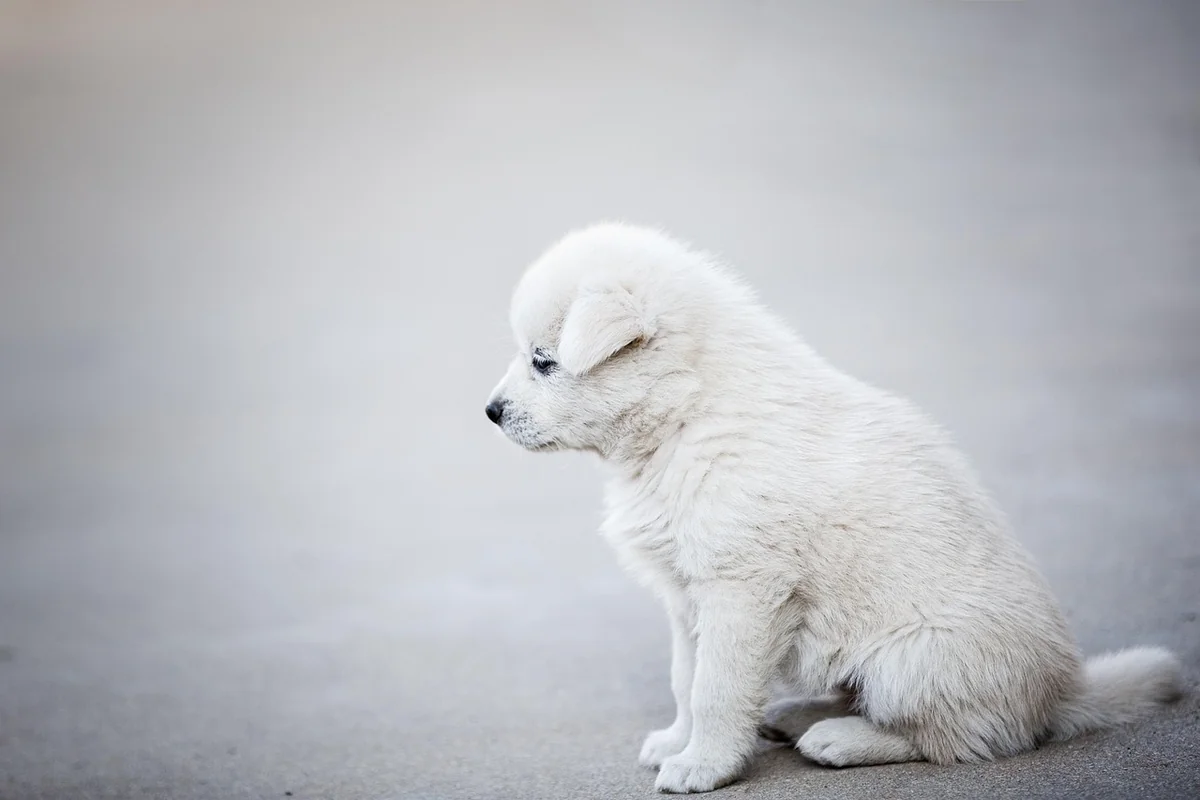 Découvrez le tarif 2026 pour un chien détecteur de punaises de lit efficace